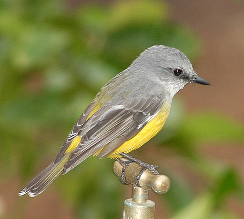 western yellow robin